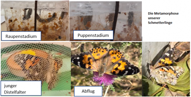 schmetterlinge.png